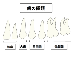 切歯、犬歯、臼歯